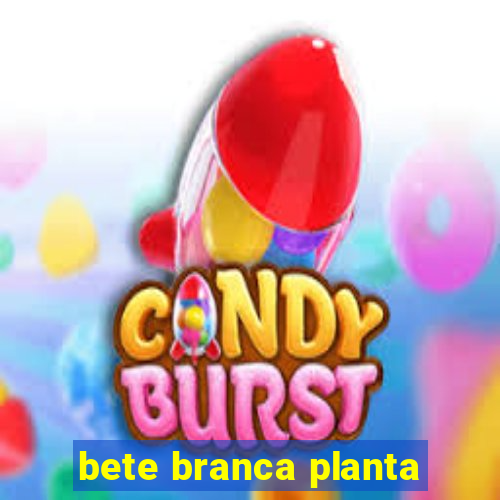 bete branca planta